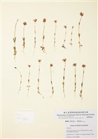 藏品(海胭红)的圖片